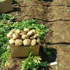 绥中土豆进入白热化。