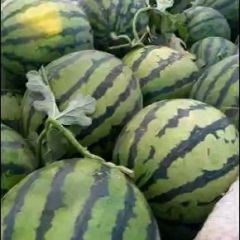 供辽宁凌海大棚拱棚甜王系列西瓜 糖度15度以上