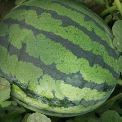 甜王西瓜上市中