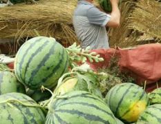 美都，甜霸（圆形，大红瓤口，口感好）