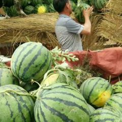 美都，甜霸（圆形，大红瓤口，口感好）