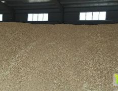 供应湖北优质小麦！