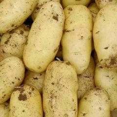 荷兰十五土豆大量上市