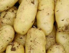 荷兰十五土豆大量上市