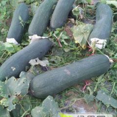 2019年海南黑皮冬瓜新上市现在订货有惊喜