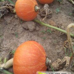 2019年海南金红冠小南瓜新上市现在订货有惊喜