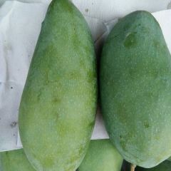 小贵妃金黄芒果，新鲜采摘回来