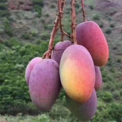 攀枝花贵妃上市了