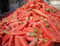大荔称秆红萝卜，本人长期供应