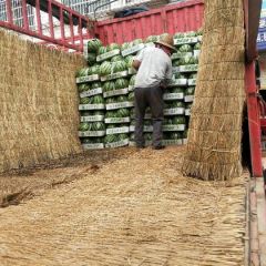 8424西瓜包熟包甜