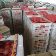 大量供硬粉杮西红柿