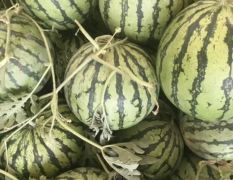 安徽蚌埠石湖西瓜大量上市