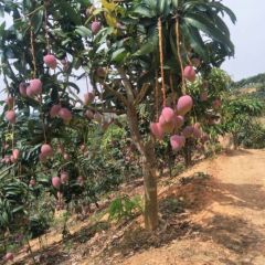 广西田阳芒果之乡开始陆续上市