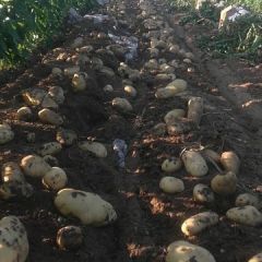 航兴农场小棚土豆