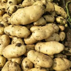 土豆荷兰十五无公害