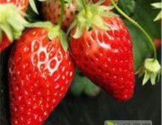 极早熟草莓苗 隋珠、甜宝、章姬，妙香产量高耐贮存
