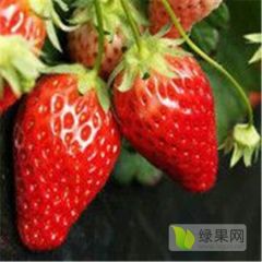 极早熟草莓苗 隋珠、甜宝、章姬，妙香产量高耐贮存
