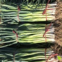 优质无公害大葱快抢购了