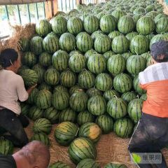 2019河北唐山 京欣西瓜 华欣999 甜王长瓜大量上市