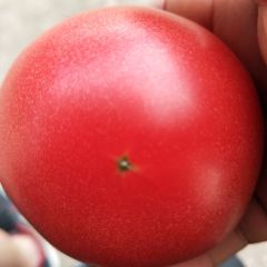 陕西省咸阳市泾阳县硬粉西红柿