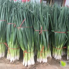 藁城里庄蔬菜市场长白大葱