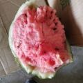 安徽固镇县8424露天小工棚西瓜量大个头匀称