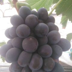 巨峰口感好，果粒大，色泽好