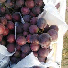 葡萄大量上市价格合理