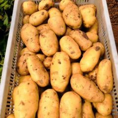 山东省潍坊市峡山区荷兰土豆大量上市