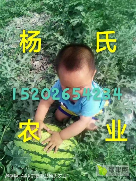 硒砂瓜价格