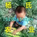 宁夏中卫杨氏农业有限公司 代发代办硒砂瓜