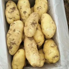 安丘土豆0.7-0.75