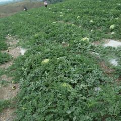 甘肃白银旱地瓜，是真好呢