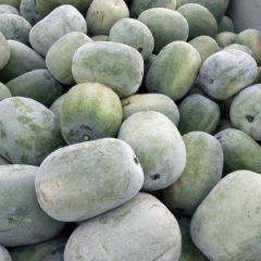 白皮冬瓜，瓜型好，耐运输