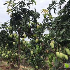 广西百色水果批发，广西百色芒果水果低价批发出售