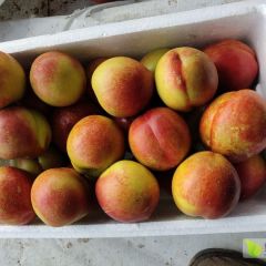 大量供应各种油桃