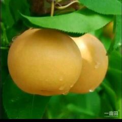 长期大量供应各种水果
