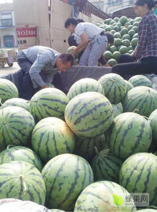 8424西瓜价格