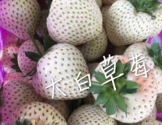 给你初恋般的感觉 日本淡雪 白草莓苗批发