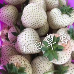 给你初恋般的感觉 日本淡雪 白草莓苗批发