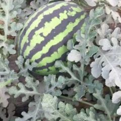 诚信做人，认真做事