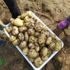 山东淄博文昌湖大量供应无公害土豆，量大优惠