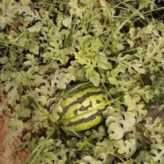 大荔甜王西瓜货源有限先到先得