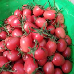 圣女果，小番茄，小柿子，千禧，贝贝，黄瓜，甜瓜