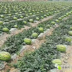 上千亩金城五号，特大市王即将上市