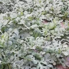保定清苑三米西瓜大量上市中……