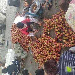 潍坊临朐山桃大量上市油桃，毛桃，油蟠桃大量上市