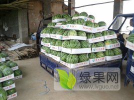 湖南宁乡彭生西瓜种植基地2025大量供应优质西瓜