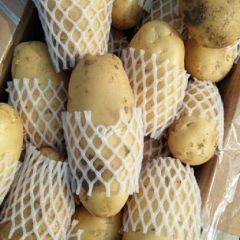 平阴王建蔬菜购销站荷兰十五土豆上市中。