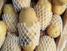 平阴王建蔬菜购销站荷兰十五土豆上市中。